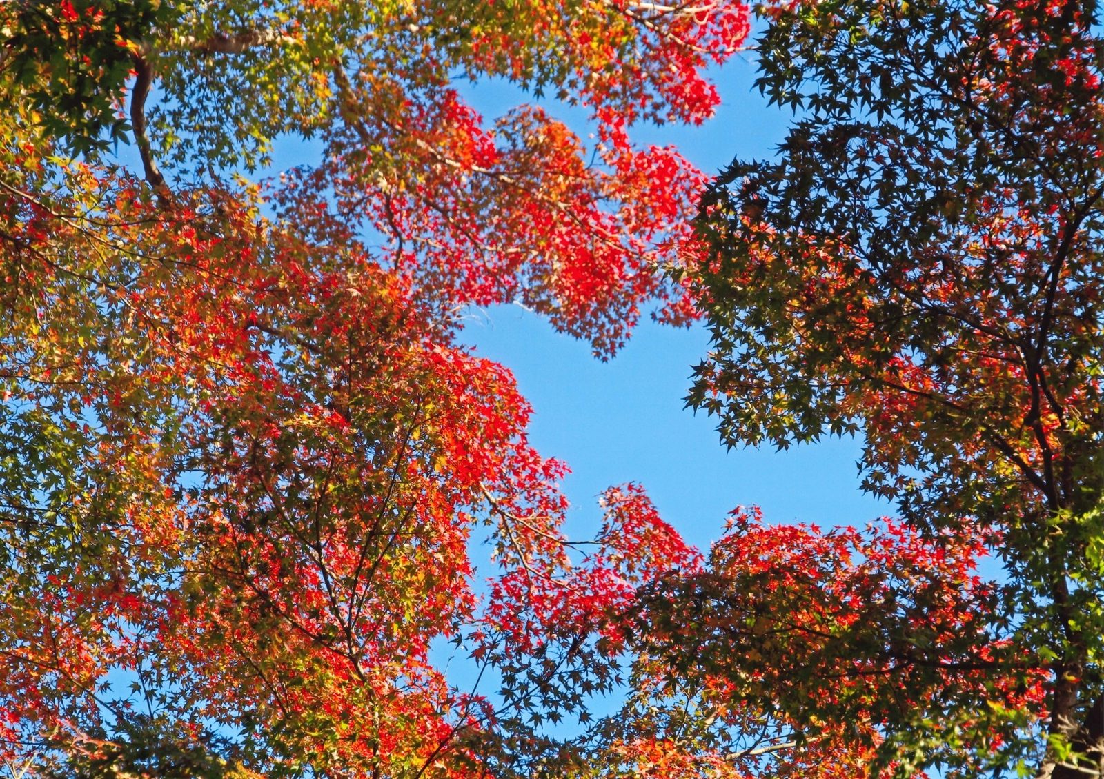 見上げた紅葉