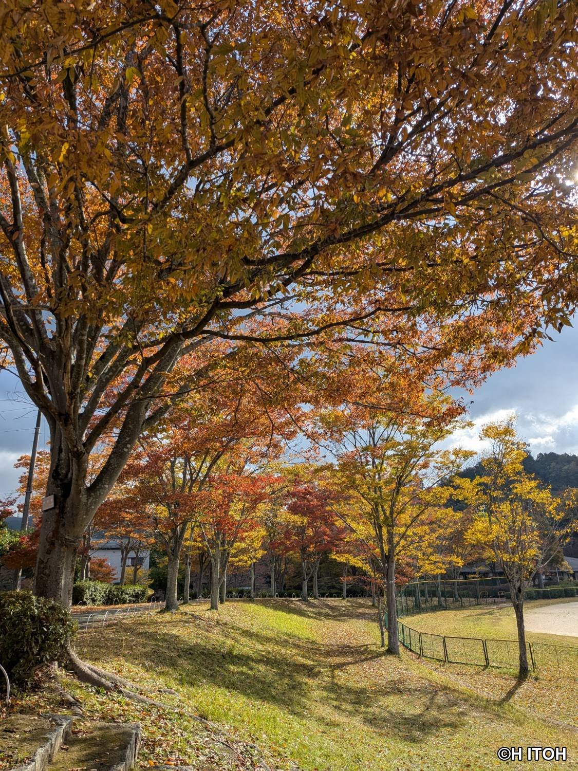 運動公園の紅葉