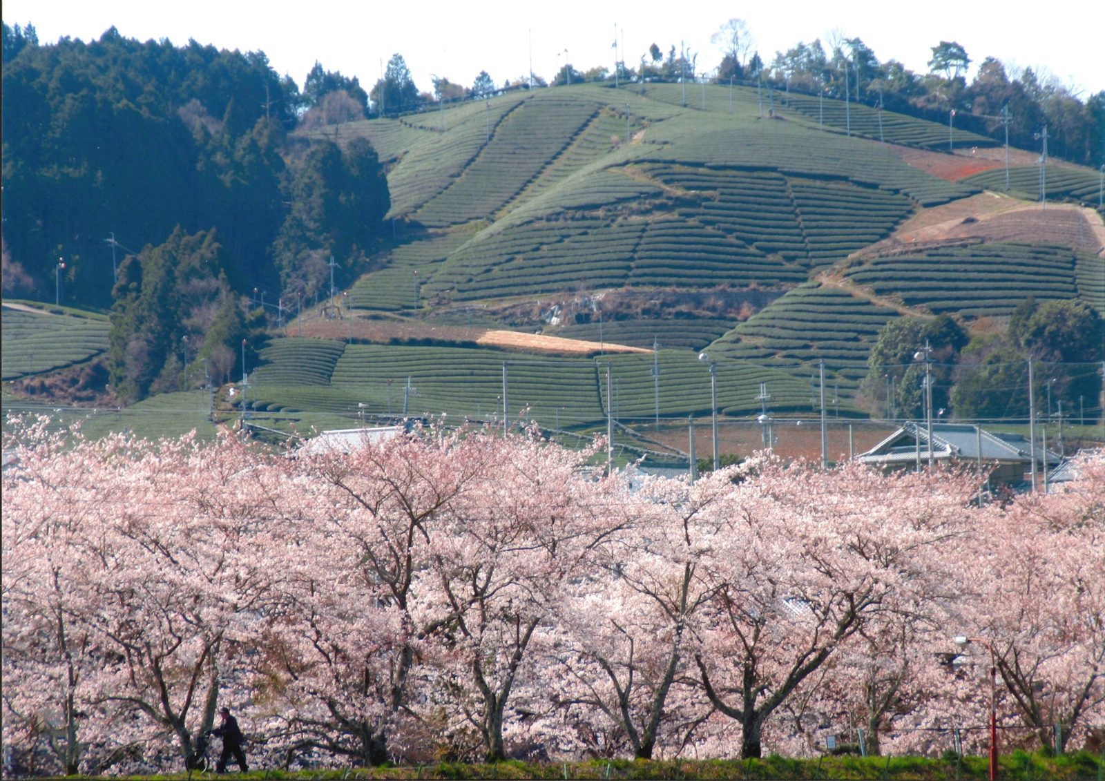 中地区・祝橋堤の桜並木