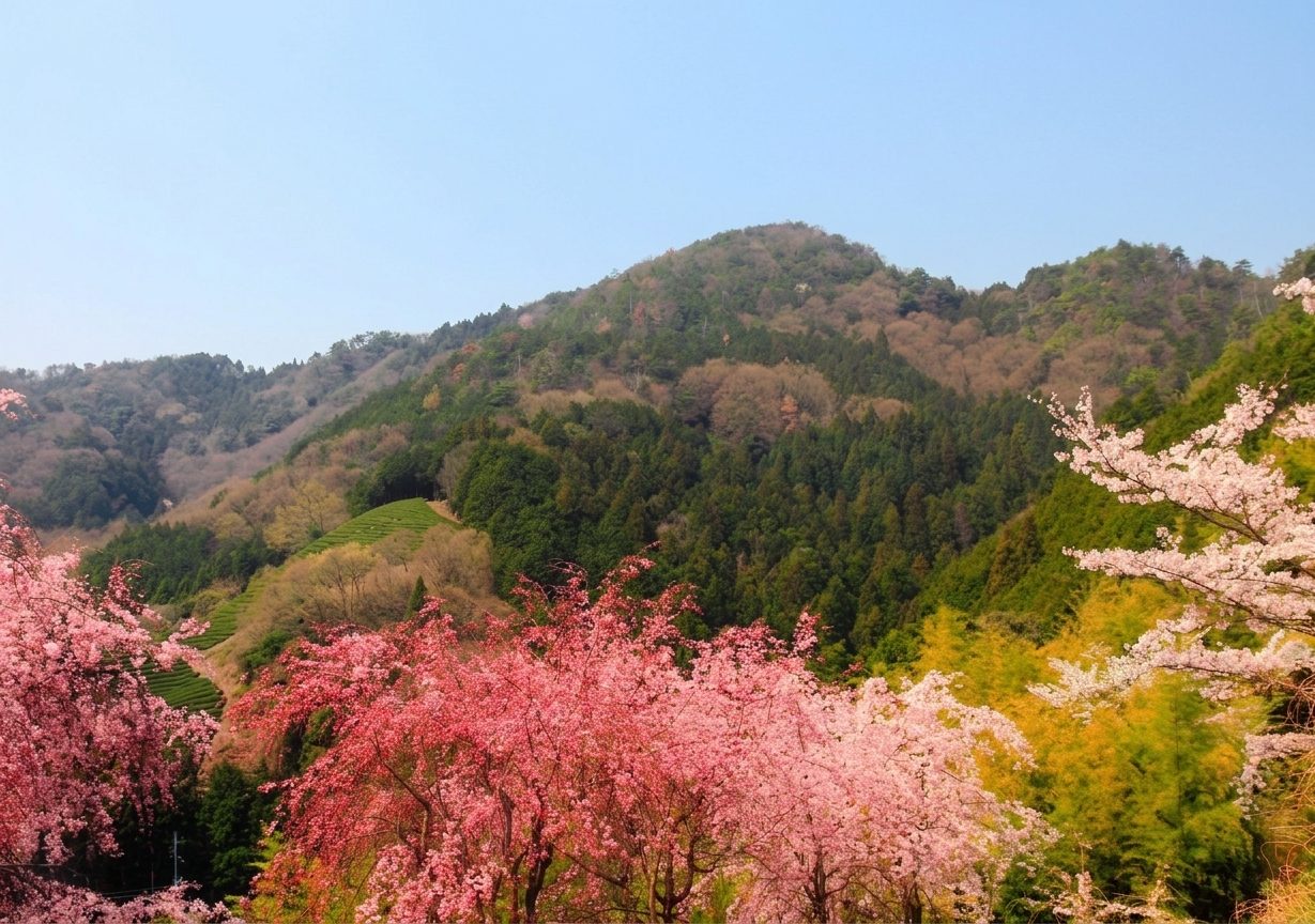 毘沙門寺上の府道より・春