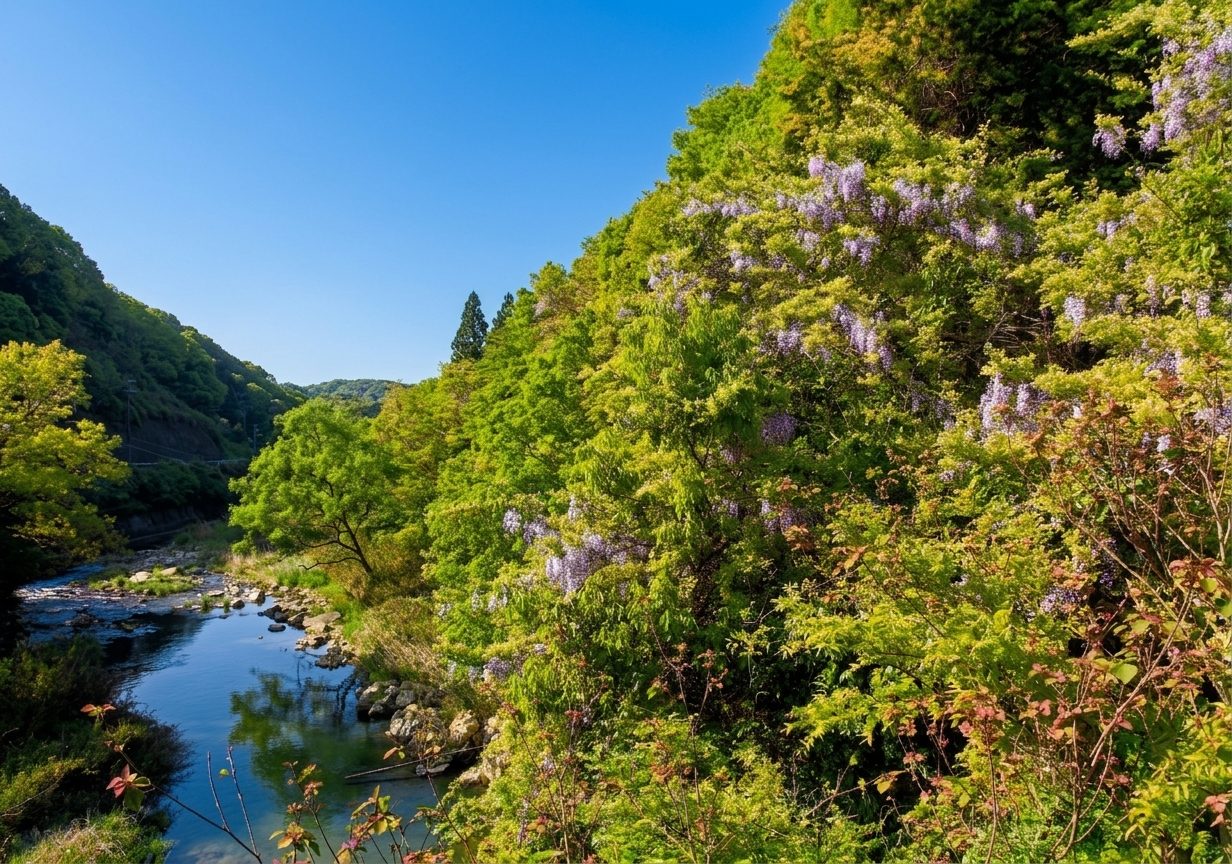 通学橋の藤
