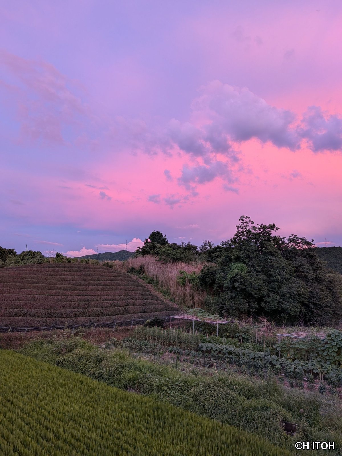 夕焼けの茶畑と稲田