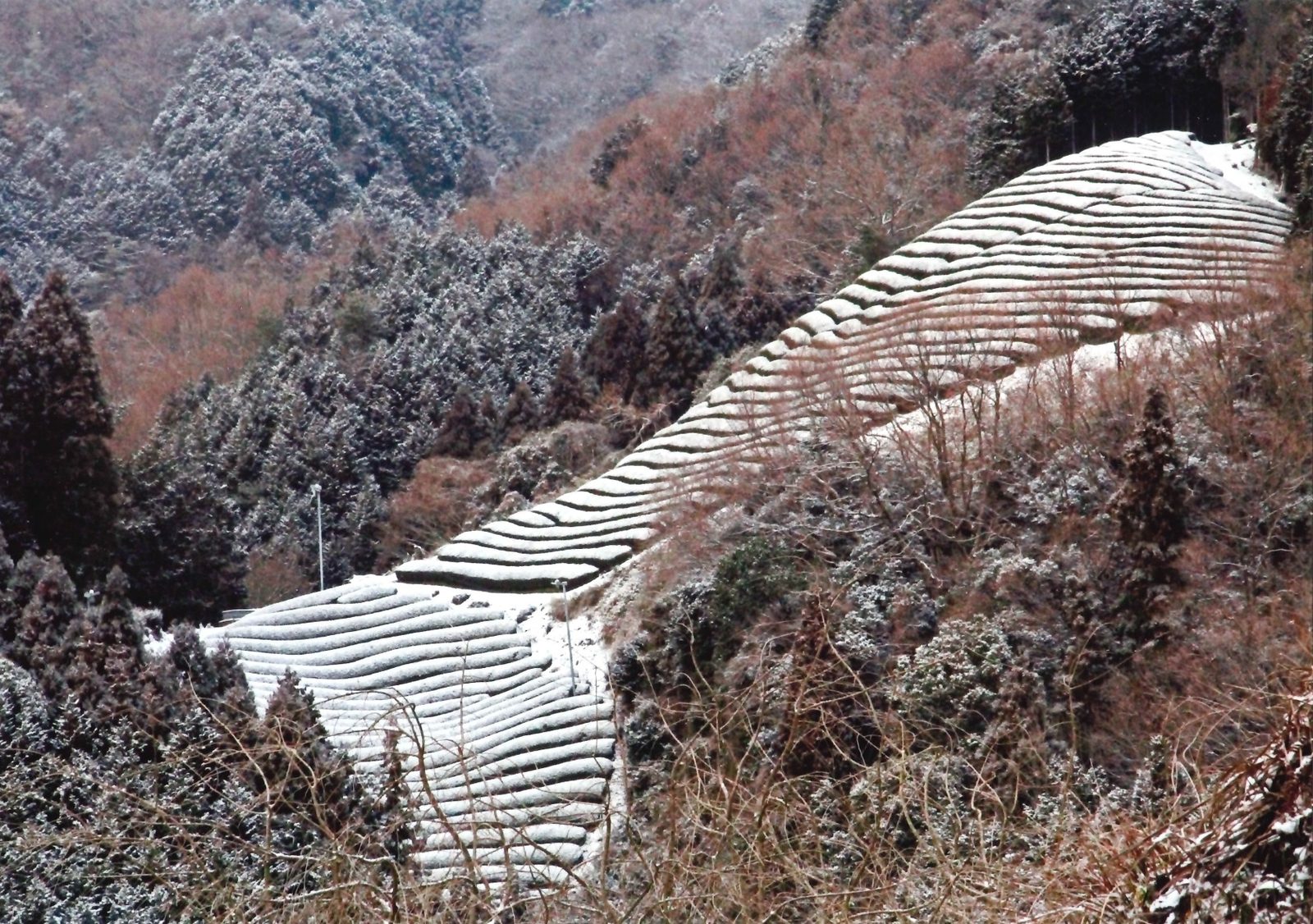 雪をかぶった斜面の茶畑