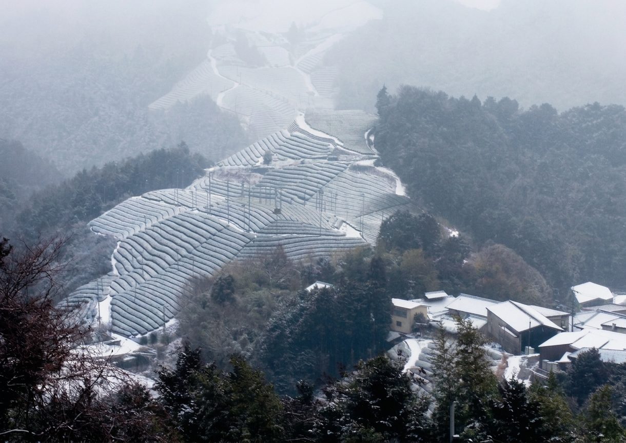 釜塚の雪の茶畑