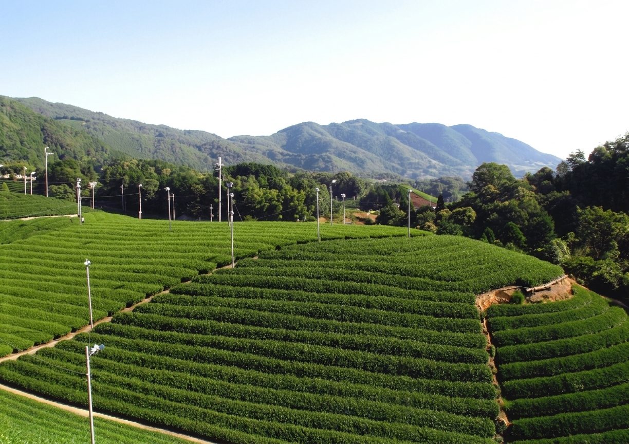 白栖の茶畑と山なみ