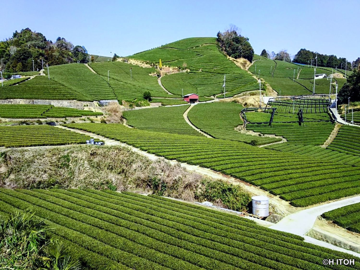 赤い納屋のある茶畑
