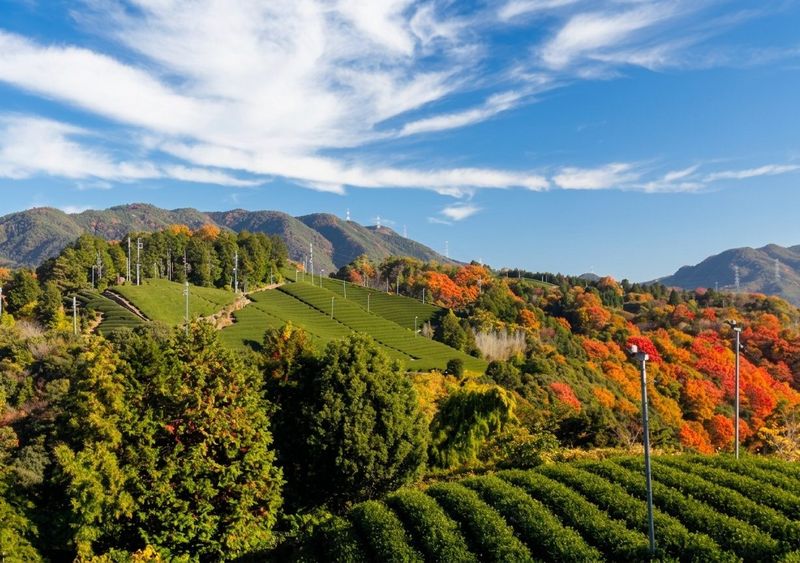 Autumn tea fields and Mt. Jubu
