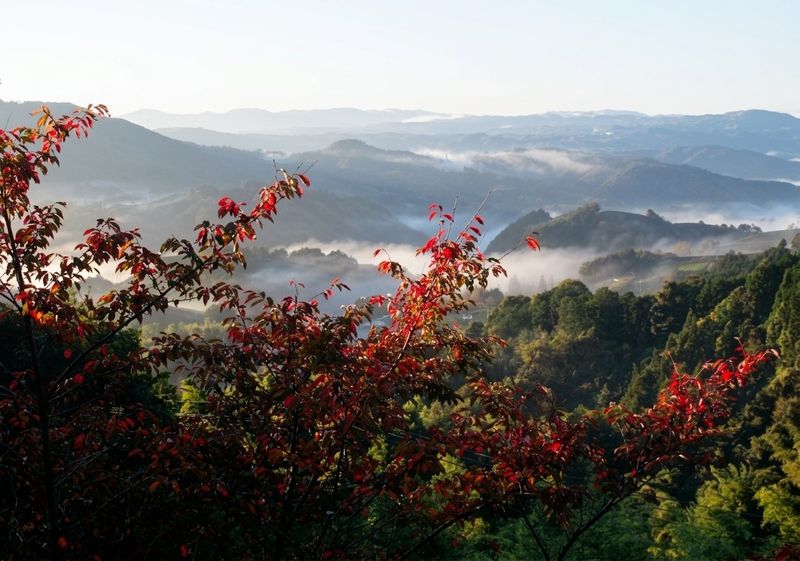 Autumn leaves above the clouds
