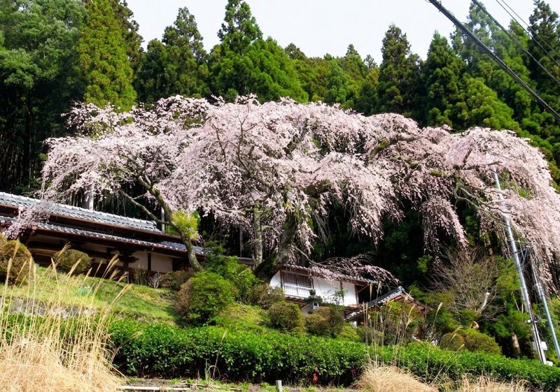 The weeping cherry of Saiganji, Yubune