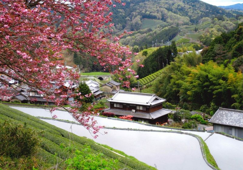 Shirasu in cherry blossom season