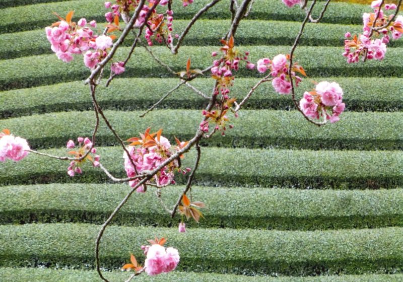 Cherry blossom over the Ishitera tea fields