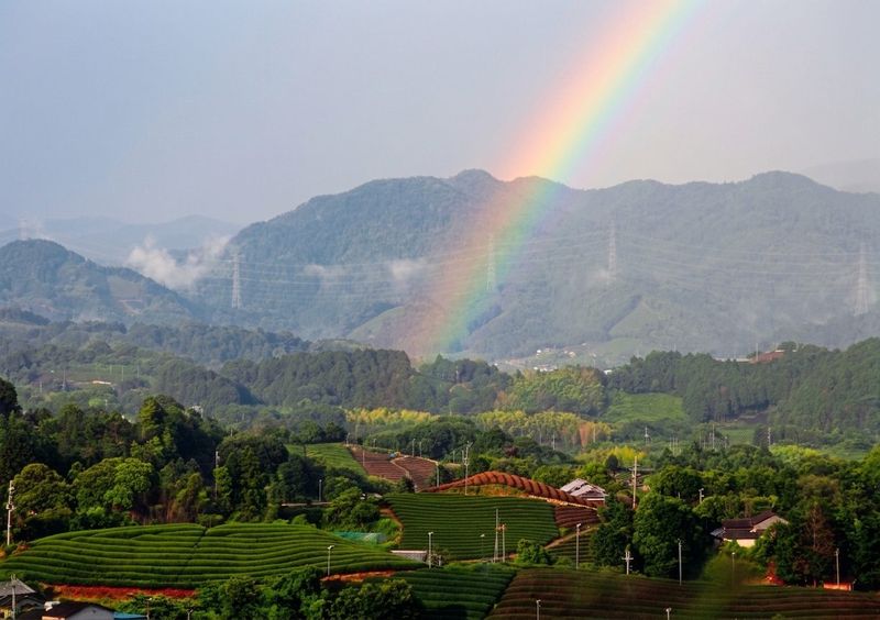 A rainbow over the Shirasu tea fields