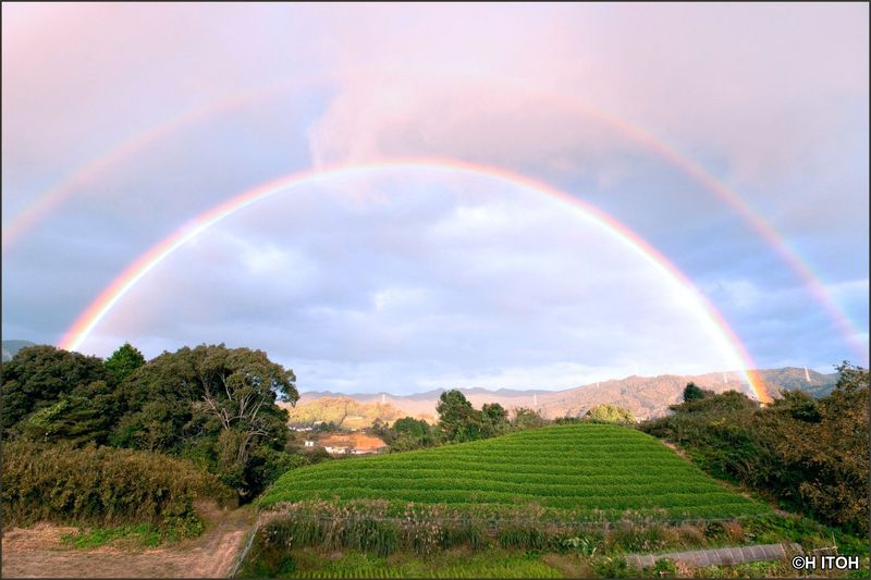 A great rainbow over the tea fields