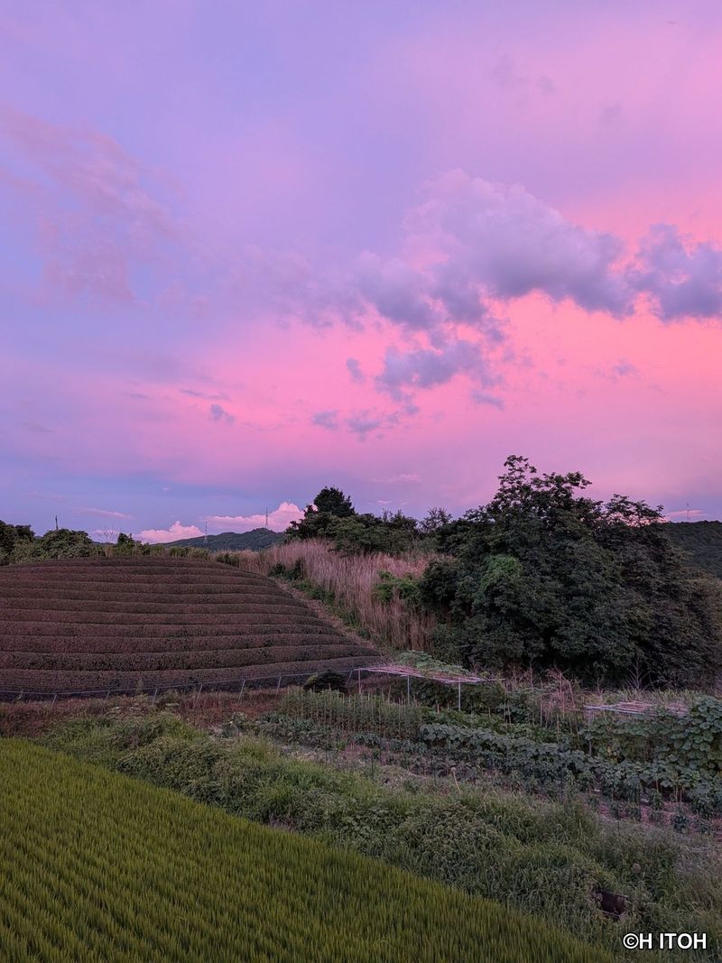 Tea fields and rice paddies at sunset