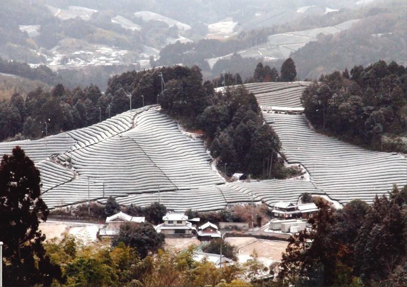 Snow-covered tea fields above the hamlet