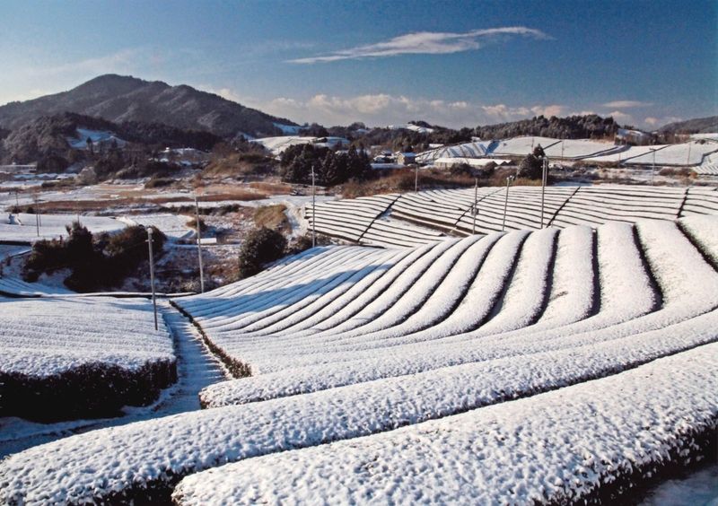 Snow on the tea rows under blue sky
