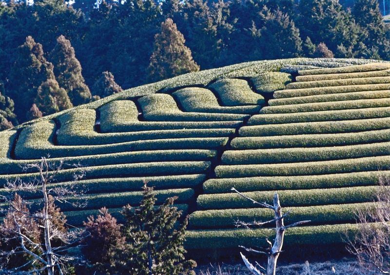 Frost on the hilltop tea fields