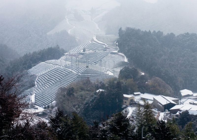 Snow on the Kamatsuka tea fields