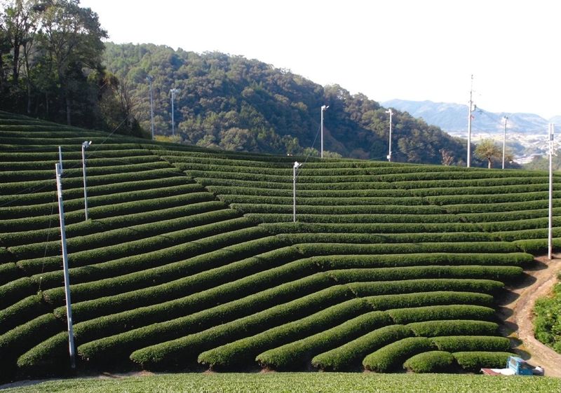 Tea fields at Erihara