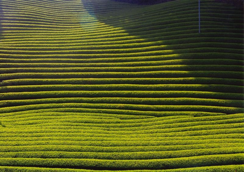 Shirasu tea fields catching the light