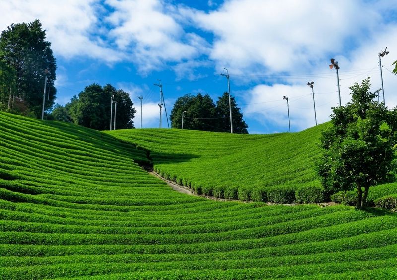 Blue sky over the Shirasu tea fields