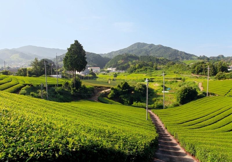 Shirasu tea fields below Mt. Yuya