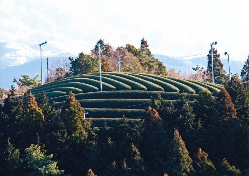 The hilltop tea fields of Shirasu