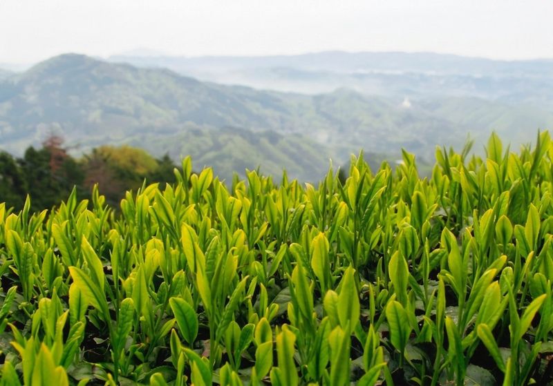 New tea shoots at Koshigoe Pass