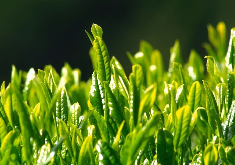 The new shoots of tea
