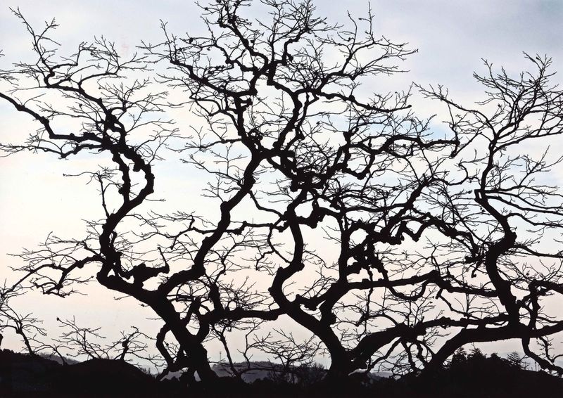 An old tree at Shirasu