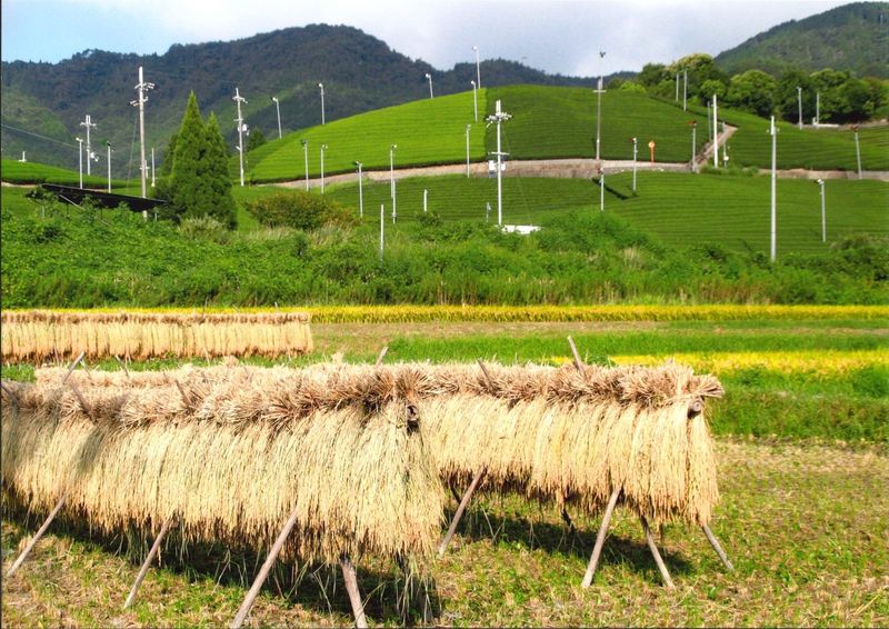 Rice drying on racks at Shirasu