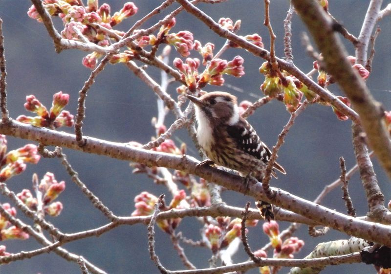 A Japanese pygmy woodpecker among cherry buds