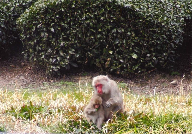 Macaques by the tea hedge