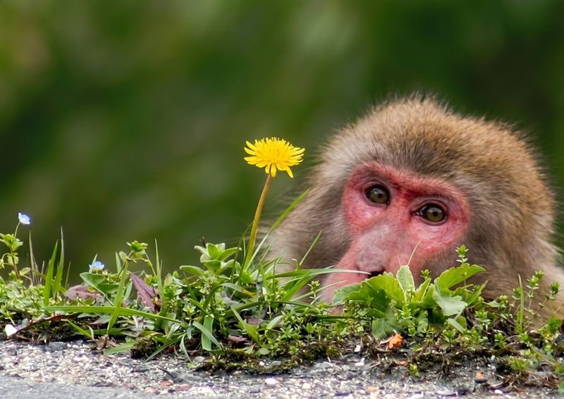 A macaque among the dandelions
