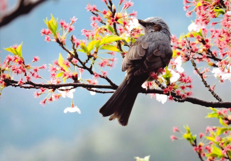 A brown-eared bulbul in the cherry blossom