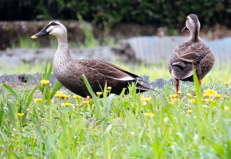 Spot-billed ducks in the paddies, Ryokusen Course